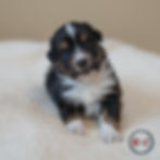 Rayne04-26-1033