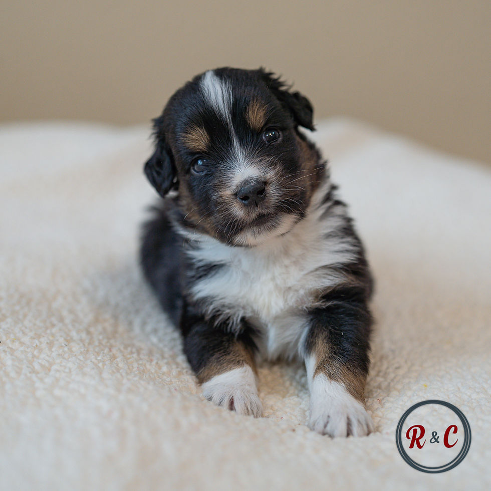 Rayne04-26-1033
