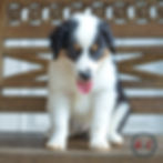 Rayne060926-9009