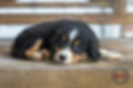 Rayne060226-8010