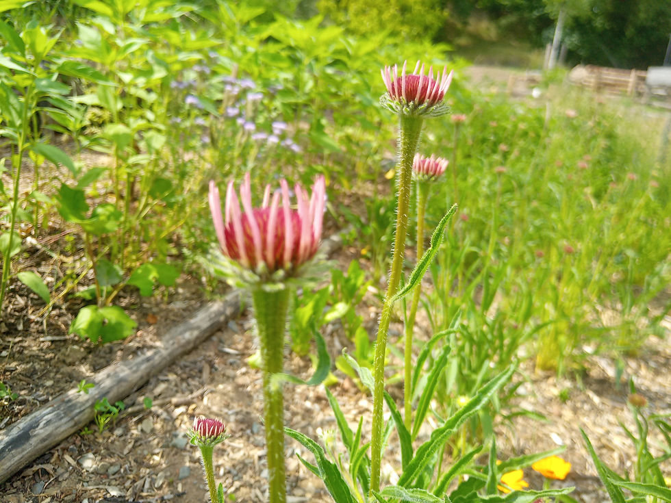 Miniatura: Zahrady a zahradní prvky