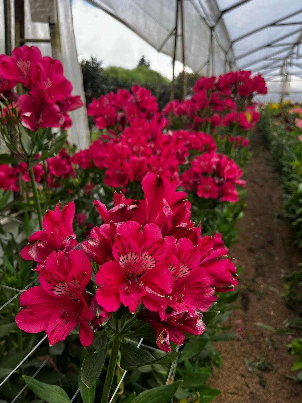 alstroemeria grado perfection robin.jpeg