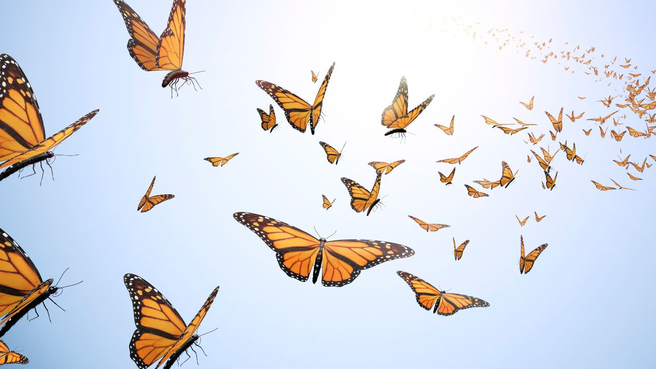 Redikall Insights and Multi-Chakra Knowledge for expanding your horizon
