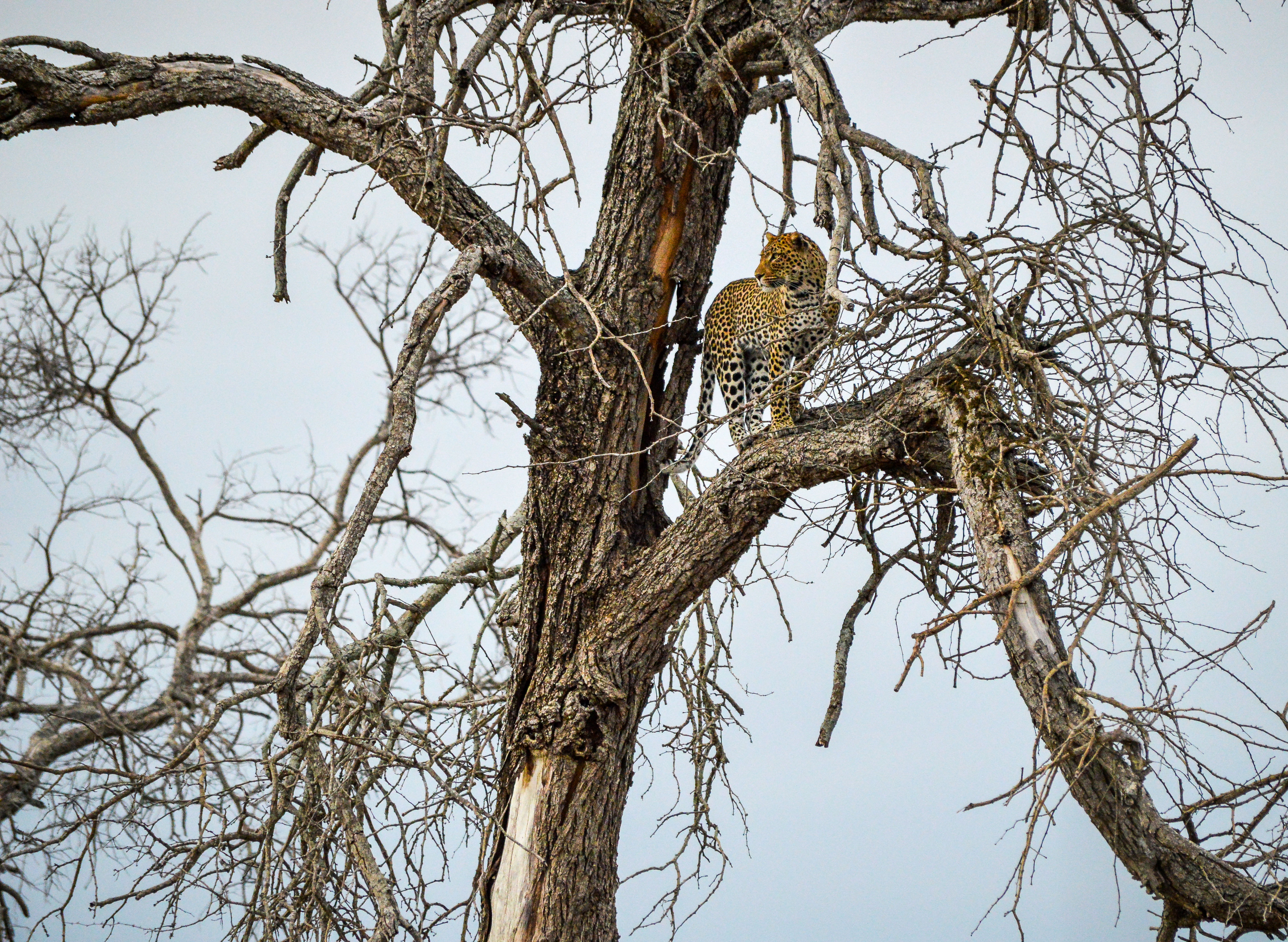 Leopard's Perch