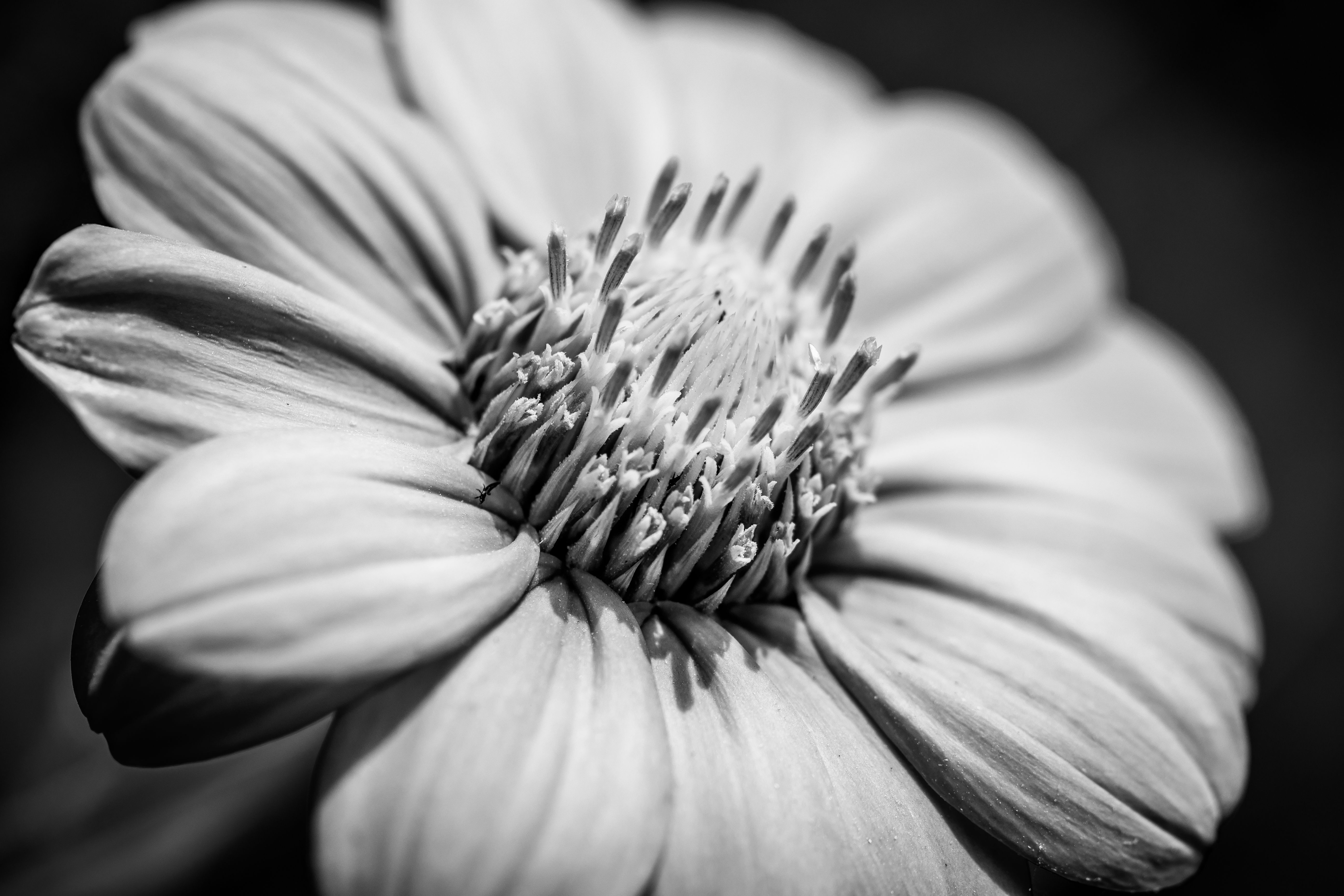 Spring Grayscale