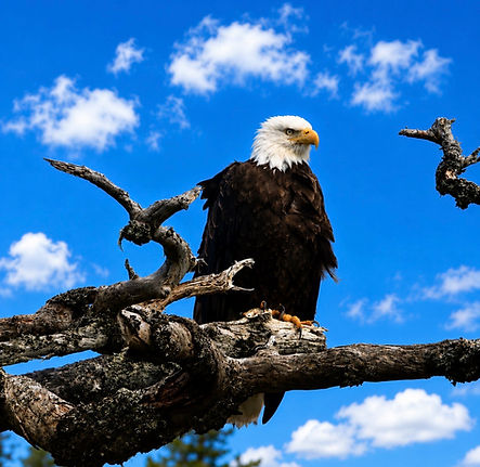 Eagle_in_Sitka.jpg Eagles on a dead branch is spotted near Sitka