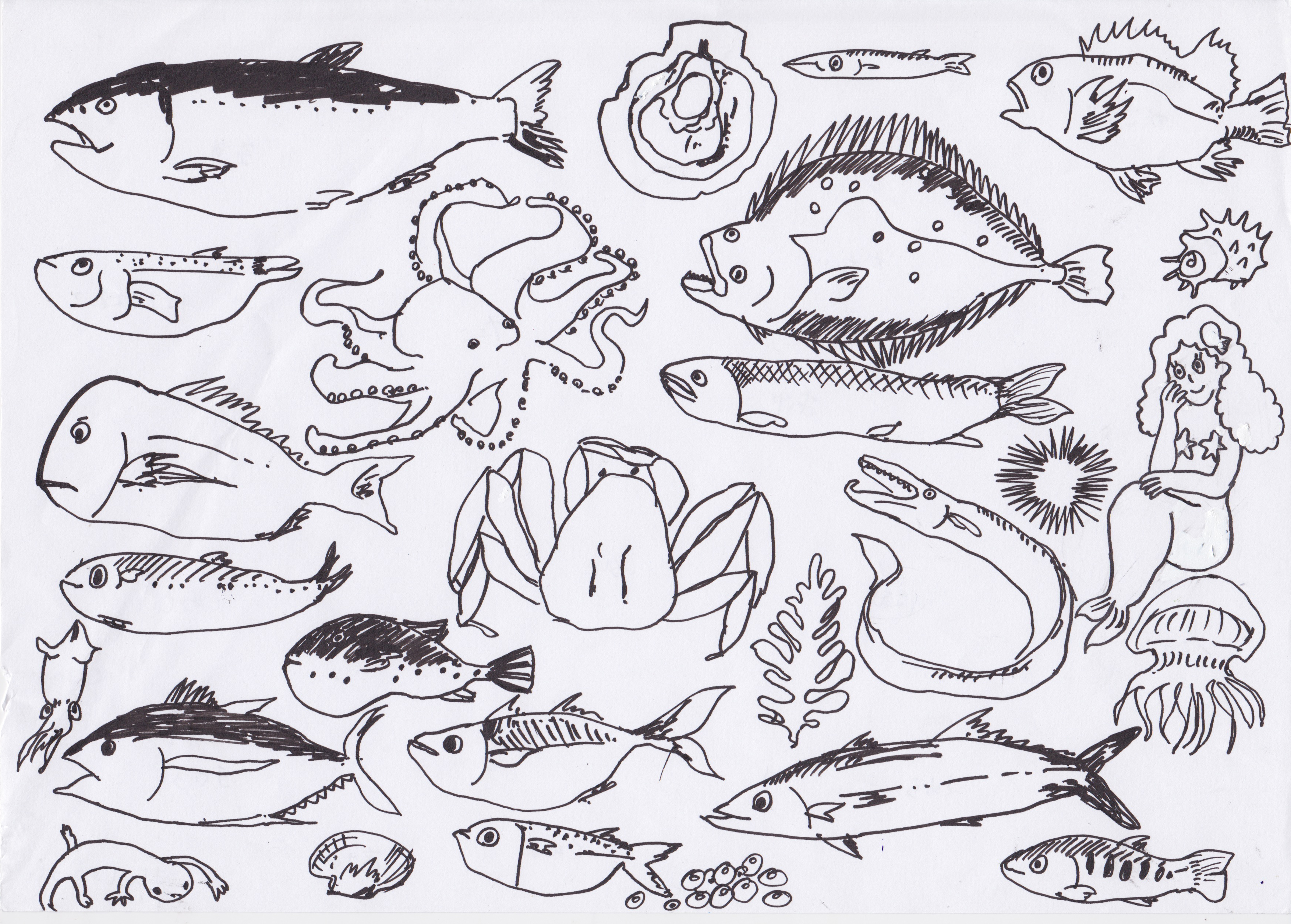 tizi.fish.drawing