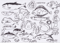 tizi.fish.drawing