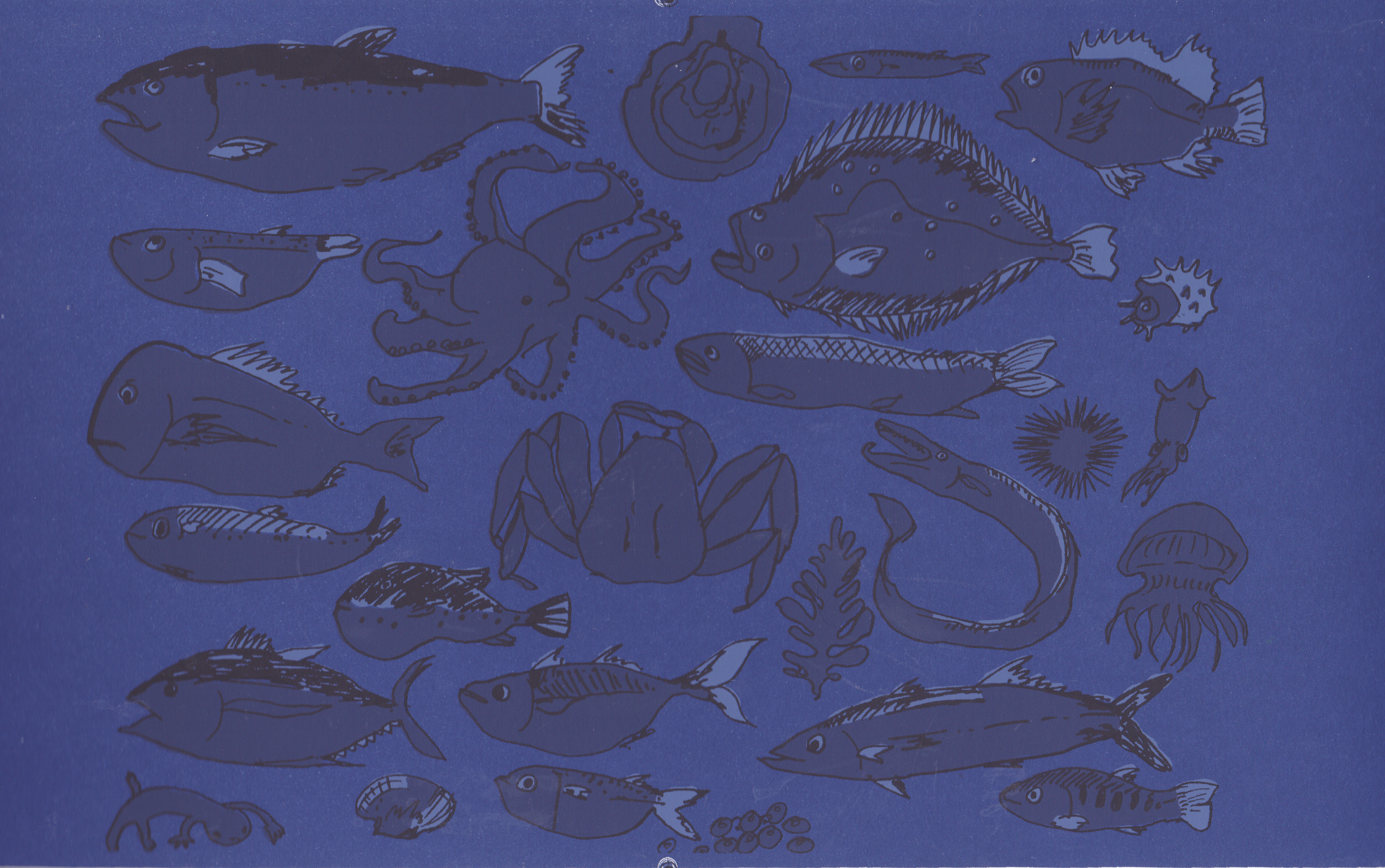 fish.tizi