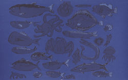 fish.tizi
