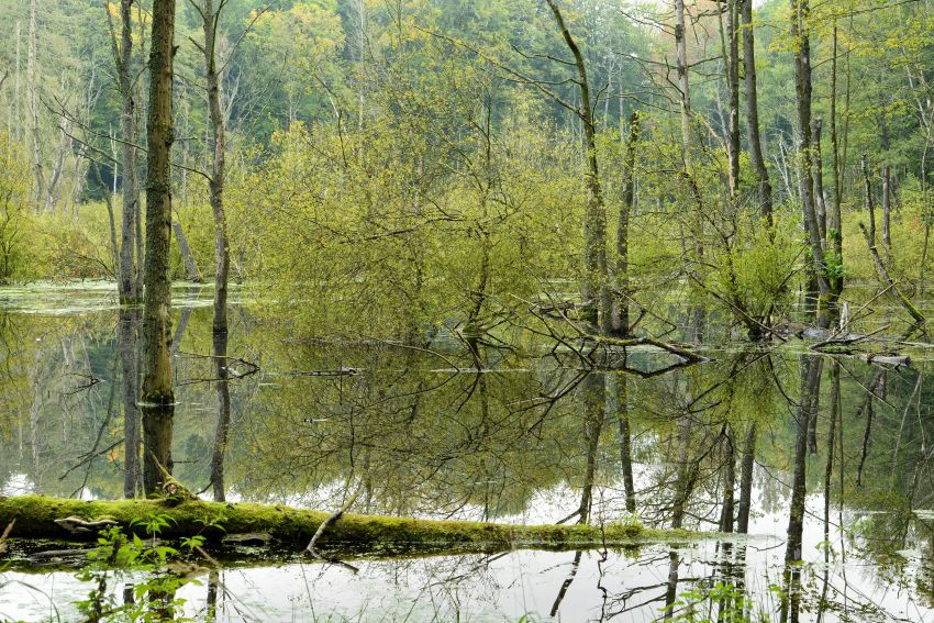 Stehendes Wasser zwischen Laubbäumen
