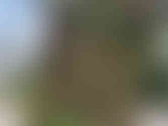 Puppy ist 12 Meter hoch und empfängt auf dem Weg aus der Stadt zum Guggenheim