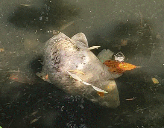 CARP IN NEW RIVER.gif