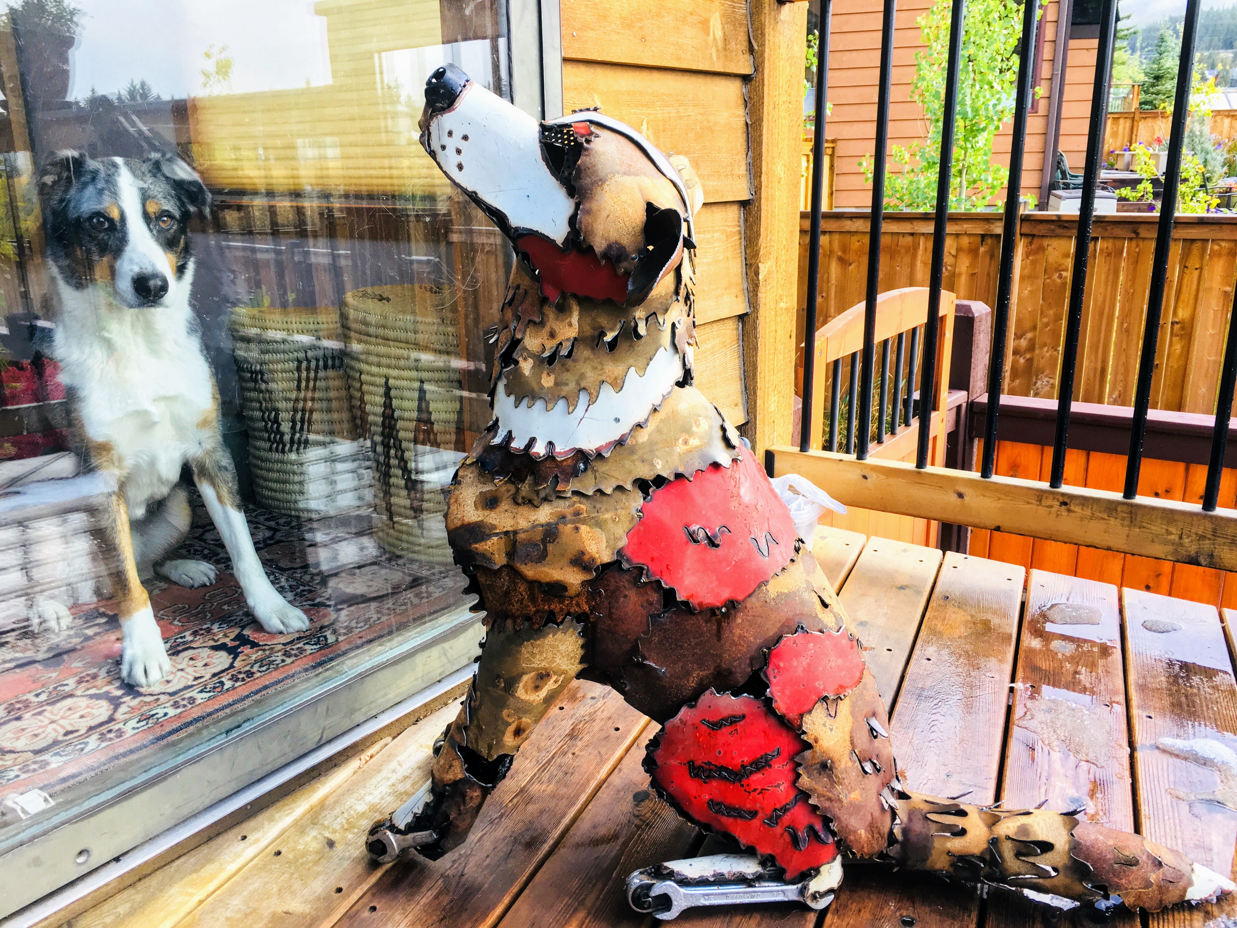 Ingo the dog