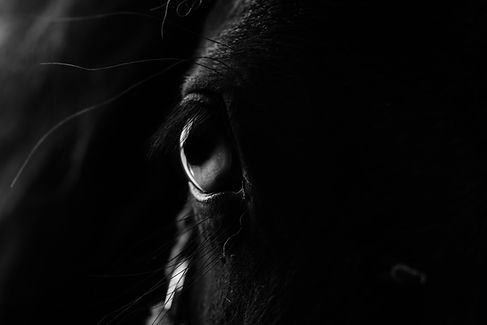 DSC_2663.jpeg
