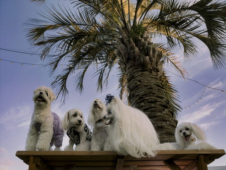 かわいいワンちゃんがたくさん(^^♪