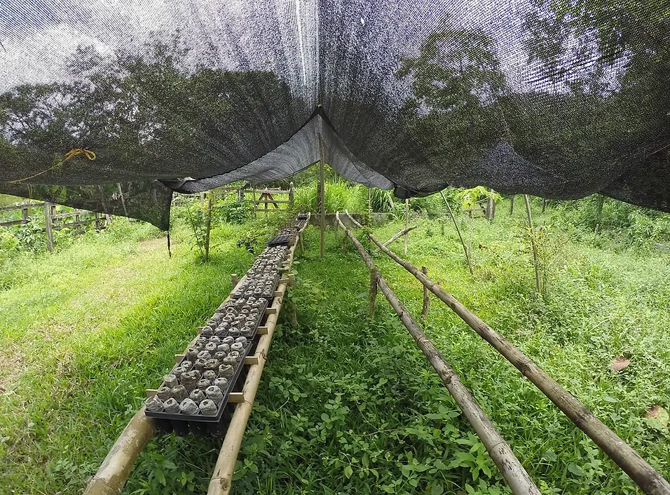 cacao nursery colombia