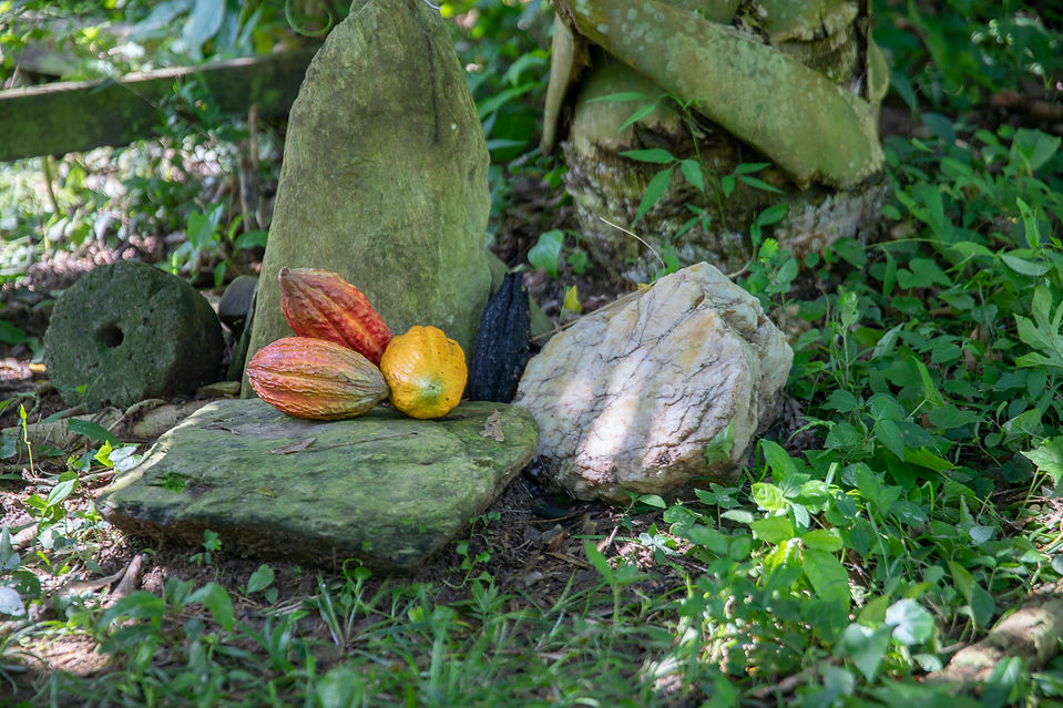 Cacao Project Guachaca-171.jpg