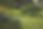 garden.jpg