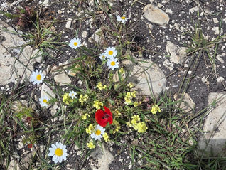 על חוסן ואובדנים