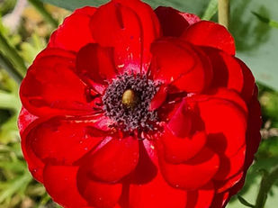 אבל היי, מה כיף בנורמלי?