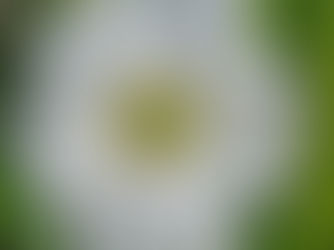 השפעה בהפתעה