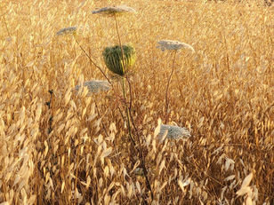 "הומוכלב"- בין גולמי למובחן