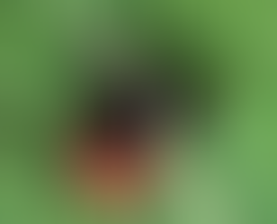 TICK-ED OFF? Everything you need to know about Ticks this long weekend