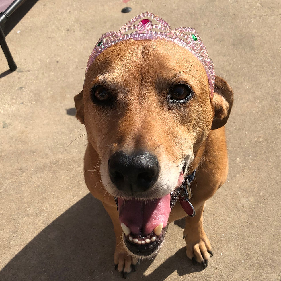 A brown hound dog wearing a pink plastic tiara and sitting on a concrete patio.