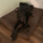 black great dane on a dog bed