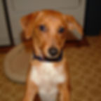 A brown and white Jack Russell Terrier mix looking pretty cute