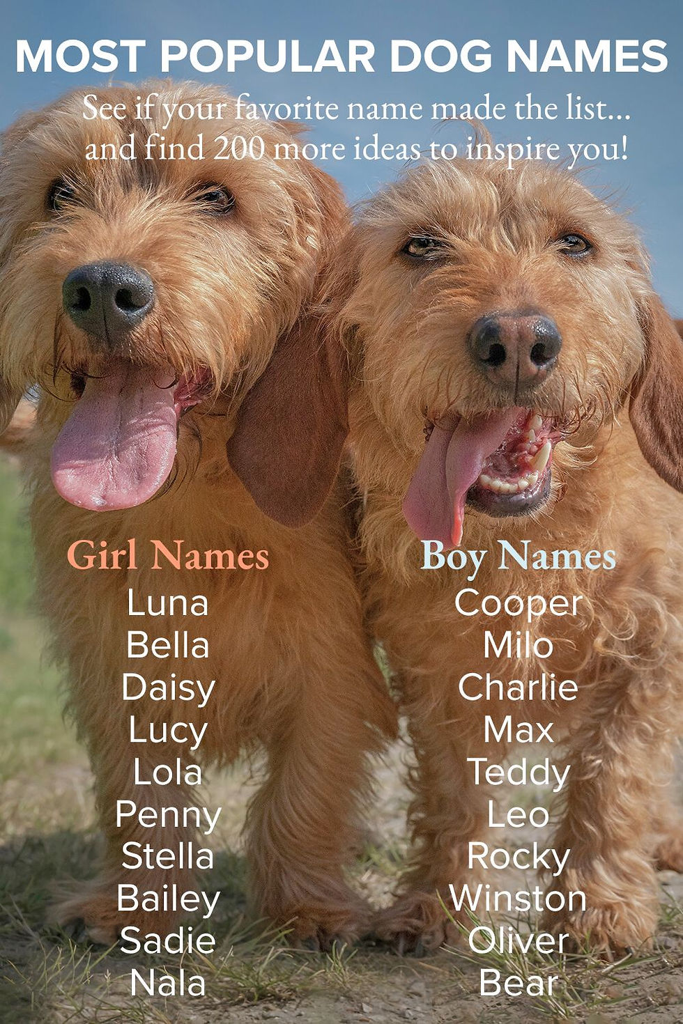 Infographic listing the top 10 most popular girl dog names and boy dog names