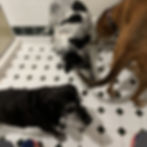 Three dogs in a bathroom, with the toes of a human (presumably on the toilet) visible.
