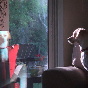 Dog of the Week: Bailey