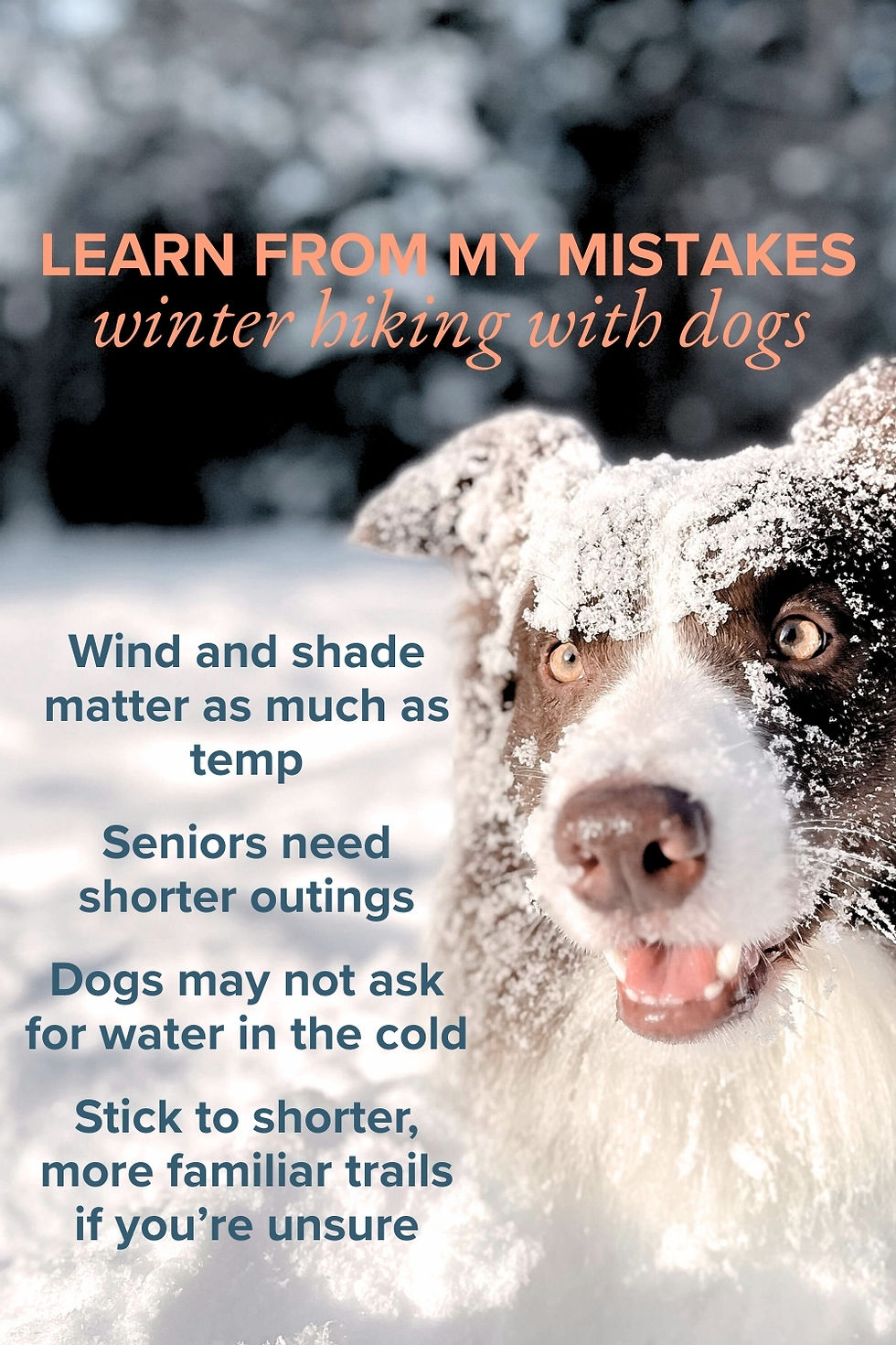 Infographic: Learn from My Mistakes: Winter Hiking with Dogs