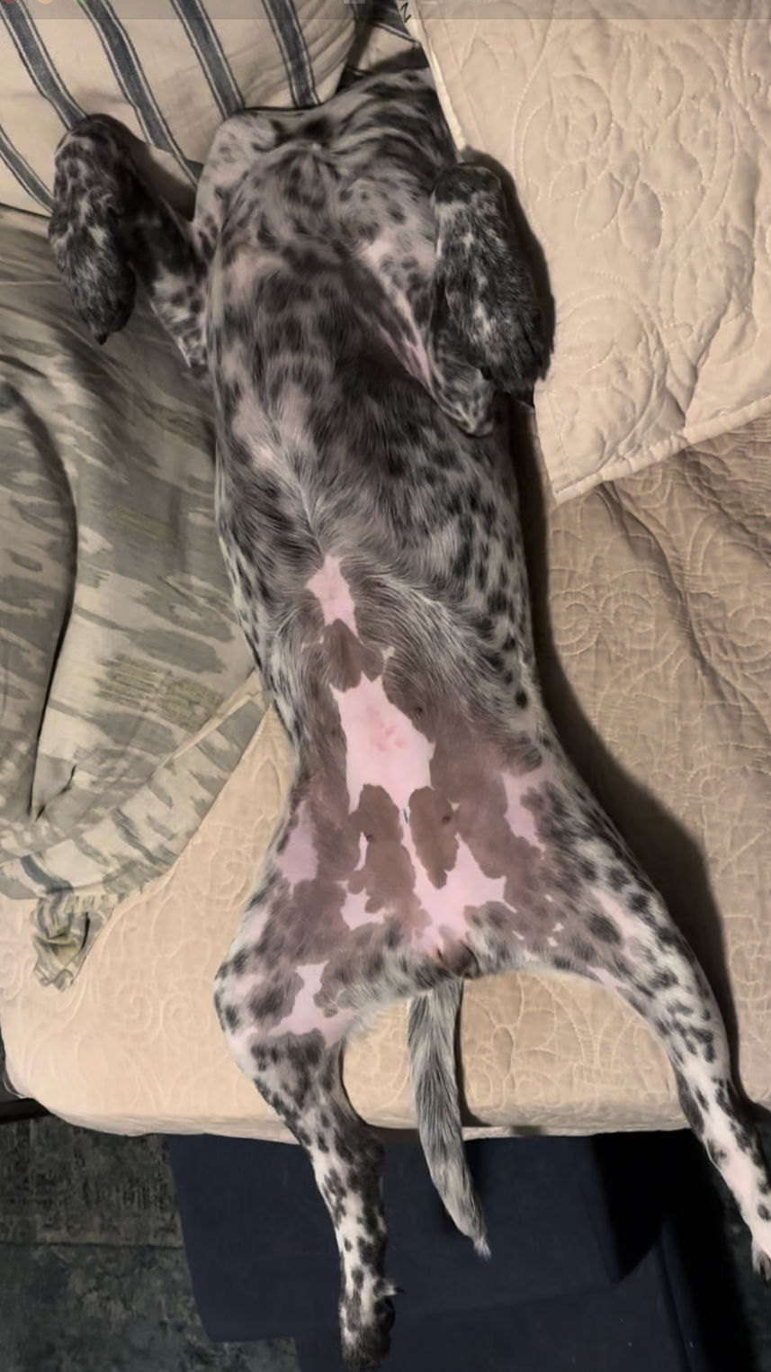Black and white dog lying on its back on a bed with its head buried in pillows, appearing headless.