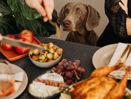 How To Keep Your Dog Calm During Thanksgiving Dinner (Yes, It’s Possible!)
