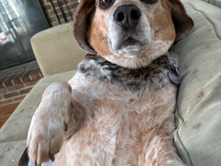 Dog of the Week: Harper