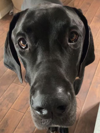 Dog of the Week: Axel the Great (Dane)!