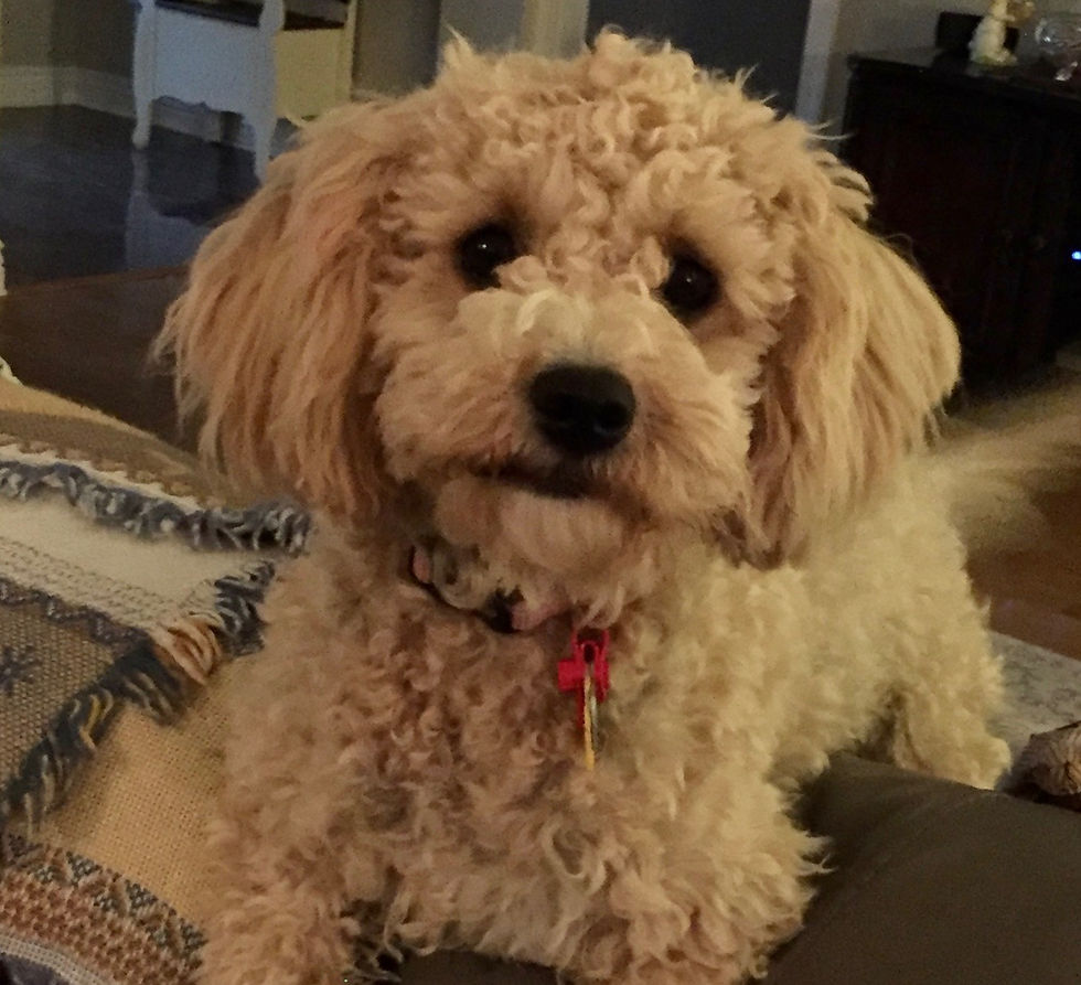 Doodle named Rosie looking cute perched on a leather couch