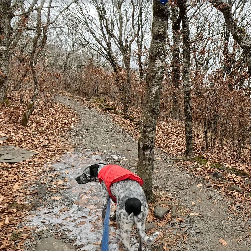 A dog on a trail, walking over an ice patch when there is a dry path available.