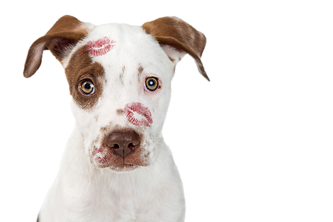Cute brown and white dog with lipstick marks on its face
