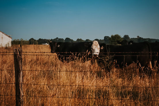 Perrysville Indiana cow