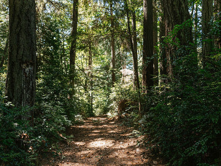 Why Millennials Obsess Over Twilight Wedding Vibes & How Foxglove Lodge Delivers