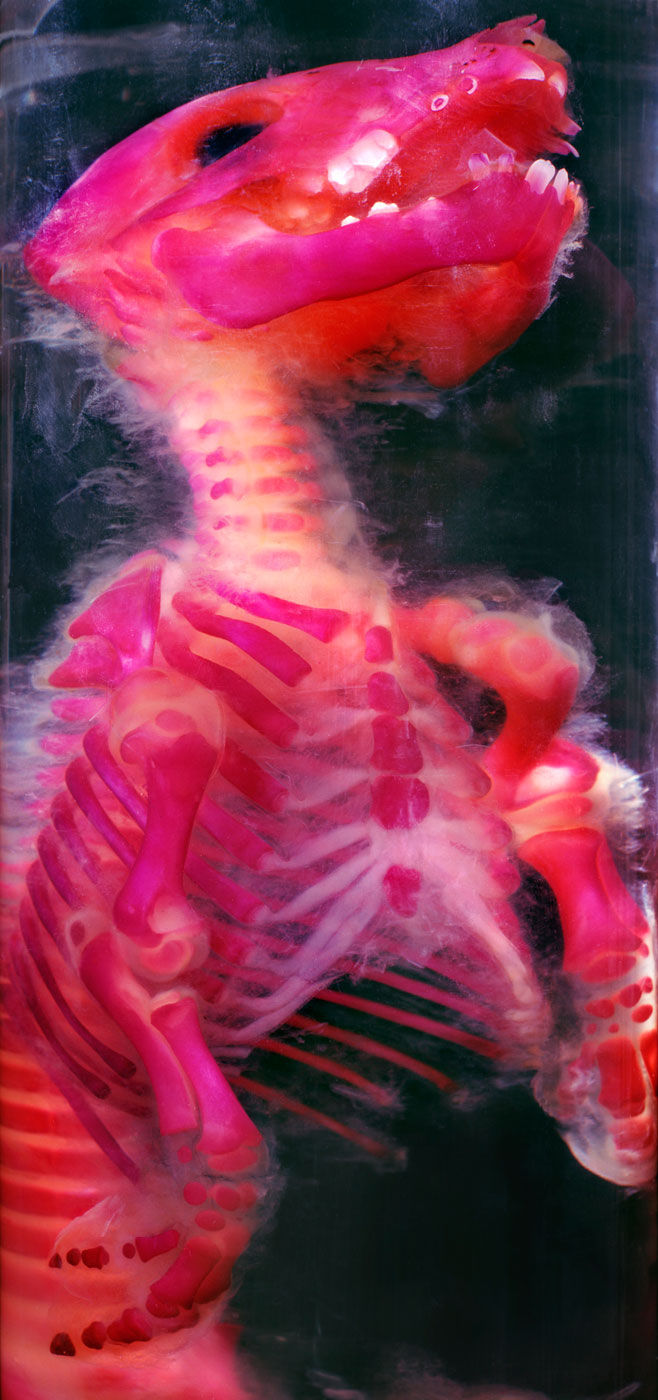 Sus scrofa