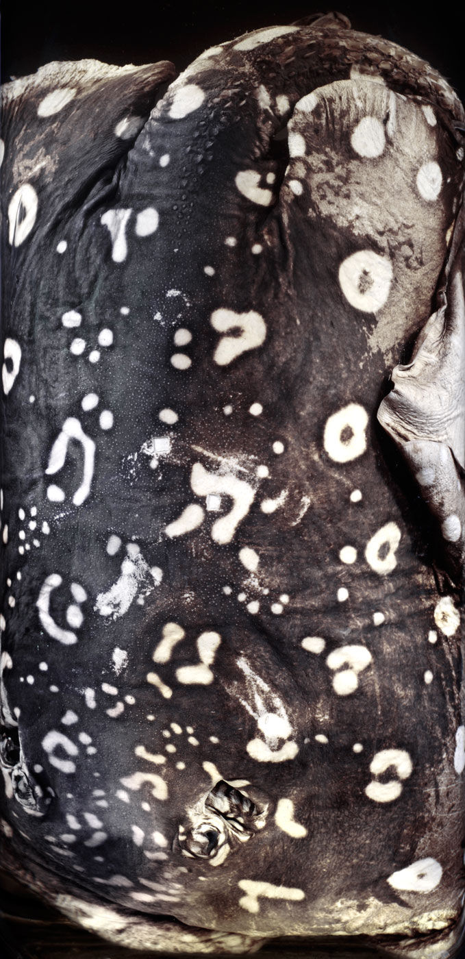 Potamotrygon leopoldi