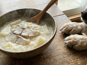 逆轉狗狗腸胃危機的精準膳食指南