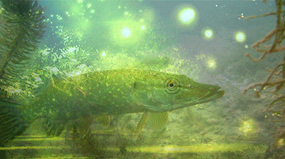 brochet.gif