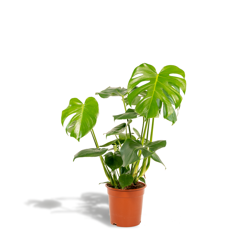 Plant Monstera Deliciosa