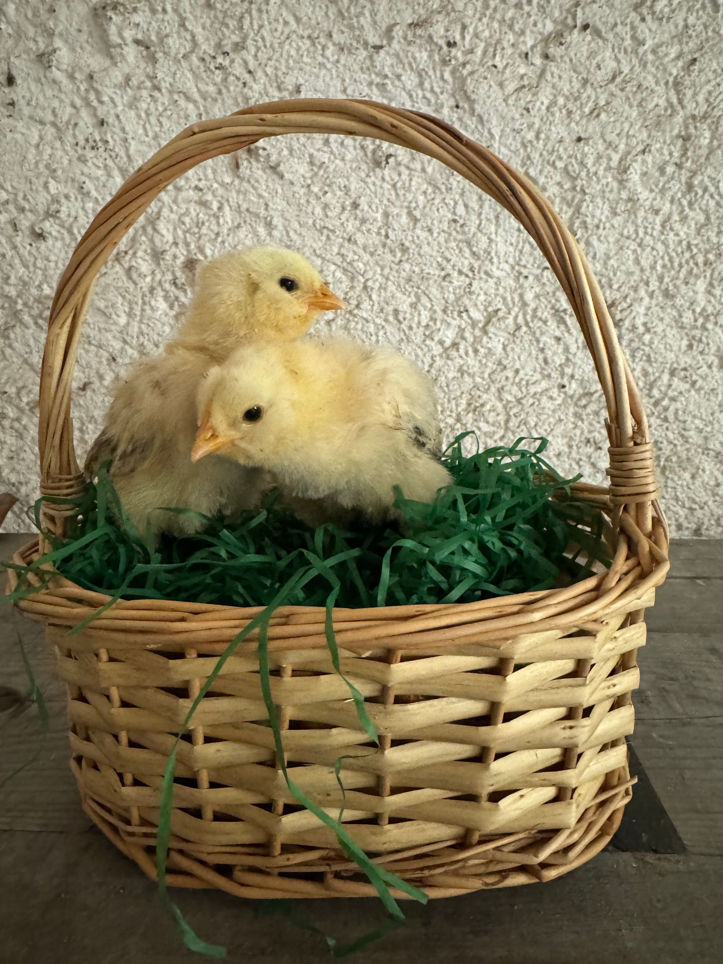 Pack 6 oeufs - Brahma Porcelaine